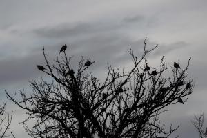 καιρός κρύο δέντρο πουλιά