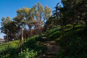 Λόφος Σρέφη