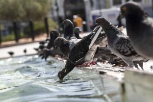Καύσωνας ζέστη καιρός