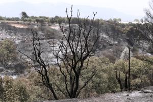 Φωτιά στη Βαρυμπόμπη