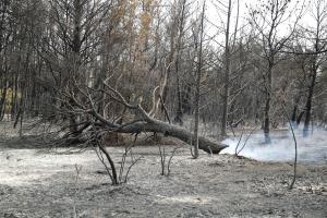 Πυρκαγιά στη Βαρυμπόμπη