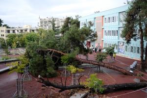Πτώση δέντρου στη Θεσσαλονίκη