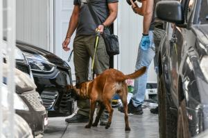 Ναρκωτικά σκύλος