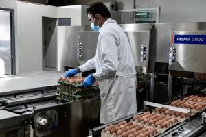 Καρτέλες με αυγά σε πτηνοτροφείο στα Μέγαρα Αττικής.