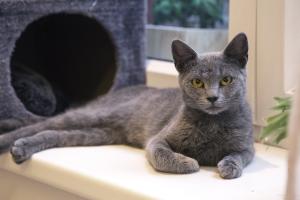 Γάτα