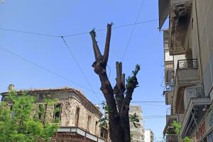 Δέντρα Μπακογιάννη