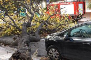 ΚΑΚΟΚΑΙΡΙΑ ΠΕΣΜΕΝΟ ΔΕΝΤΡΟ ΠΥΡΟΣΒΕΣΤΙΚΗ