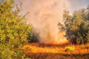 ΦΩΤΙΑ ΔΑΣΙΚΗ ΕΚΤΑΣΗ ΑΡΓΟΛΙΔΑ