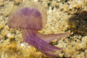 ΜΩΒ ΜΕΔΟΥΣΑ PELAGIA NOCTILUCA