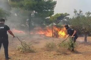 Αστυνομικοί με κλαδιά