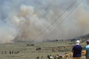 ΑΜΦΙΣΣΑ ΕΛΑΙΩΝΑΣ ΠΥΡΚΑΓΙΑ