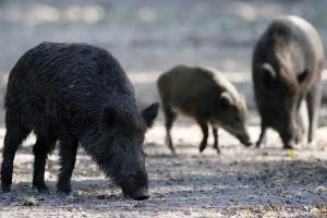 wild boars
