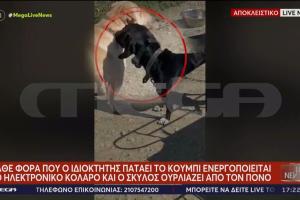 Βασανισμός ζώου