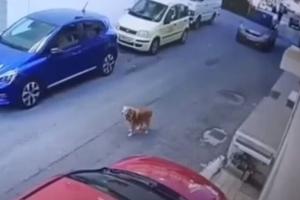 Ηράκλειο σκύλος