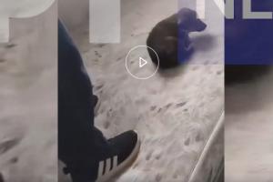κουτάβι κακοποίηση
