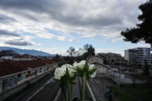 Λευκά λουλούδια και από πίσω σιδηροδρομικές γραμμές