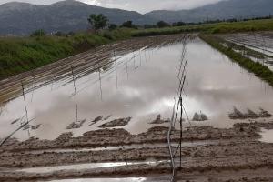 Πλημμυρισμένο χωράφι στο οροπέδιο Λασιθίου