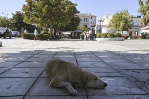 αδέσποτος σκύλος