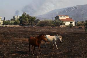 άλογα κοντά σε φωτιά
