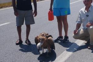 Γυπαετός Ηράκλειο
