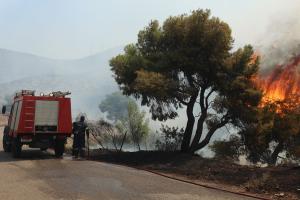 Πυροσβεστικό όχημα δίπλα σε δέντρο που έχει πάρει φωτιά