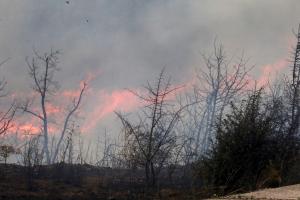 φωτιά πυρκαγιά Αλεξανδρούπολη δάσος Δαδιάς