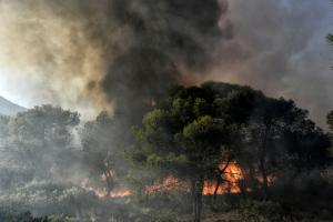 φωτιά καίει δέντρα
