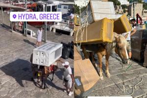 Ιπποειδή Ύδρα καταγγελία