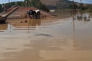 Αγελάδες Καρδίτσα πλημμύρες