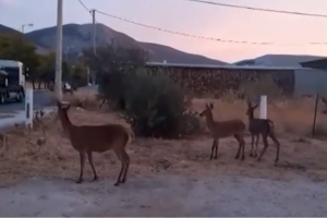 ΕΛΑΦΙΑ ΠΑΡΝΗΘΑ ΘΡΑΚΟΜΑΚΕΔΟΝΕΣ