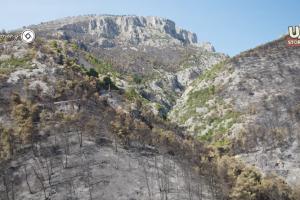 Καμένο δάσος Φυλής