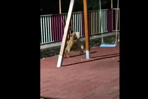 Αλεπούδες παίζουν δίπλα σε κούνιες σε μαγαζί στην Κόνιτσα