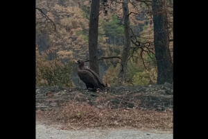 ΜΑΥΡΟΓΥΠΑΣ ΔΑΣΟΣ ΔΑΔΙΑΣ