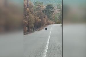 ΜΑΥΡΟΓΥΠΑΣ ΔΑΔΙΑ