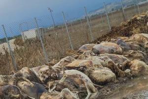 Νεκρά ζώα έξω από κτηνοτροφική μονάδα