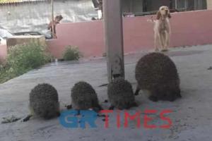 Σκαντζόχοιροι