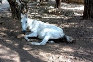 Το ζώο που βρέθηκε σε άθλια κατάσταση