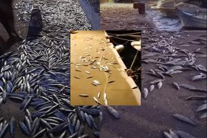 σαρδέλες έχουν βγει στη αστερία στην Άνδρο