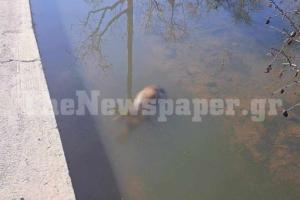 ΛΙΜΝΗ ΚΑΡΛΑ ΖΩΑ ΣΤΗ ΛΙΜΝΗ ΑΠΟ ΤΙΣ ΠΛΗΜΜΥΡΕΣ