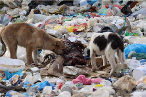 ΑΔΕΣΠΟΤΑ ΞΑΝΘΗ