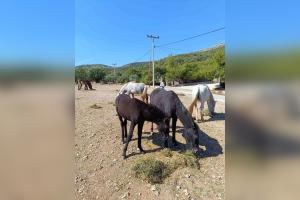 ΑΛΟΓΑ ΥΜΗΤΤΟΣ