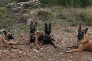 anubisk9team ΣΚΥΛΟΙ ΕΡΕΥΝΑ ΔΙΑΣΩΣΗ