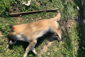 Κακοκποίηση σκύλου στα Μέγαρα