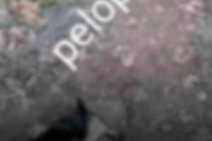 Νεκρά ζώα από φόλες