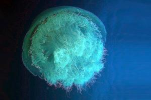 ΜΕΔΟΥΣΑ Rhopilema nomadica