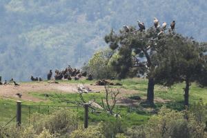 Άγρια ζώα σε δέντρο στον Έβρο