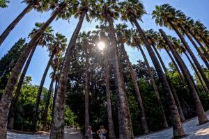 Τουρίστες κάτω από τους φοίνικες στον Εθνικό Κήπο
