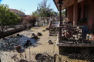 Βλοχός Καρδίτσα - Ντάνιελ