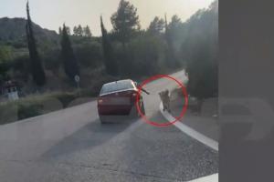 Αυτοκίνητο στο Ναύπλιο σέρνει σκύλο
