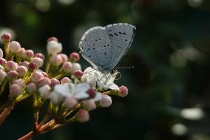 Πεταλούδα (Celastrina argiolus) ρουφάει το νέκταρ από ανθισμένα λουλούδια στην πόλη των Τρικάλων.
